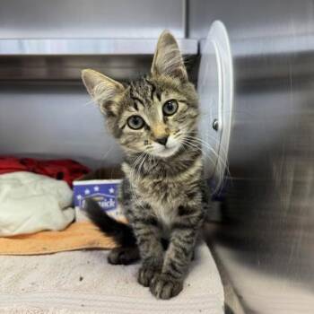 EDC -  Domestic Short Hair Cat for Adoption in Richmond, Virginia - EDC | PetCurious