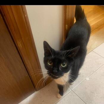 Domestic Short Hair Cats Available for Adoption - Pfeiffer | PetCurious