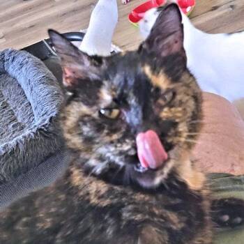 Tortoiseshell Cats Available for Adoption in Rutherfordton, North Carolina - Hemlock | PetCurious