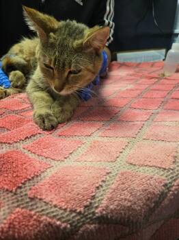 Mrs. Butterworth -  Domestic Short Hair Cat for Adoption in Detroit, Michigan - Mrs. Butterworth | PetCurious