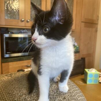 Domestic Medium Hair Cats Available for Adoption - Mick | PetCurious