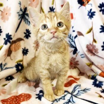 Loaf -  Domestic Short Hair Cat for Adoption in Mt. Juliet, Tennessee - Loaf | PetCurious