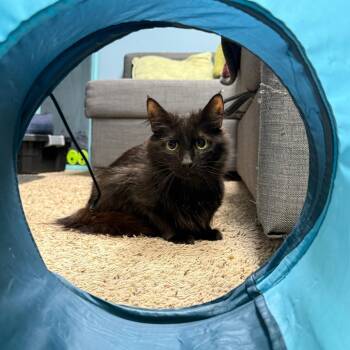 Betty Crocker -  Domestic Medium Hair Cat for Adoption in Gibsonia, Pennsylvania - Betty Crocker | PetCurious
