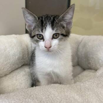Domestic Short Hair Cats Available for Adoption in Beaumont, Texas - Cricket | PetCurious