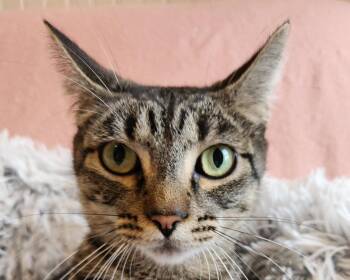 Chloe -  Tabby and Domestic Short Hair Cat for Adoption in Anacortes, Washington - Chloe | PetCurious