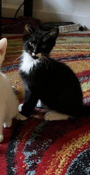 Sesame -  Domestic Short Hair Cat for Adoption in Scottsdale, Arizona - Sesame | PetCurious