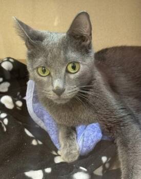 Cleo -  Domestic Short Hair Cat for Adoption in Bellevue, Washington - Cleo | PetCurious