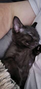 Charlie -  Domestic Short Hair Cat for Adoption in Midlothian, Texas - Charlie | PetCurious