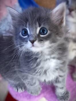 Morgan -  Domestic Long Hair and Tabby Cat for Adoption in Fort Myers, Florida - Morgan | PetCurious