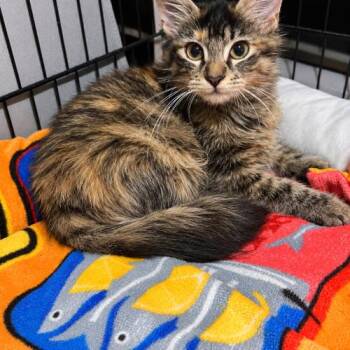 Spice -  Domestic Medium Hair Cat for Adoption in Edmond, Oklahoma - Spice | PetCurious