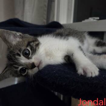 Domestic Short Hair Cats Available for Adoption in Fredericksburg, Virginia - Jondal | PetCurious