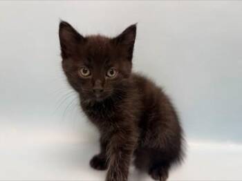Sub Zero -  Domestic Short Hair Cat for Adoption in Woodbury, Minnesota - Sub Zero | PetCurious