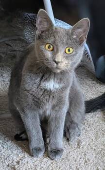 Domestic Short Hair Cats Available for Adoption - Anne | PetCurious