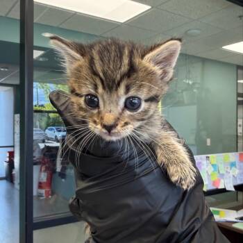 Valley -  Domestic Short Hair Cat for Adoption in Abilene, Texas - Valley | PetCurious