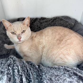 Lucky Miller -  Domestic Short Hair Cat for Adoption in Woodstock, Virginia - Lucky Miller | PetCurious