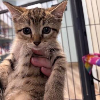 Bonfire (26-9666) -  Domestic Short Hair Cat for Adoption in Fort Smith, Arkansas - Bonfire (26-9666) | PetCurious
