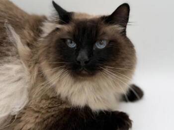 Ragdoll Cats Available for Adoption - Myko | PetCurious
