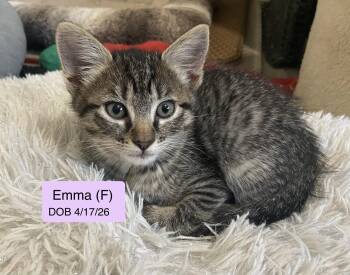 Emma -  Domestic Short Hair and Tabby Cat for Adoption in Vacaville, California - Emma | PetCurious