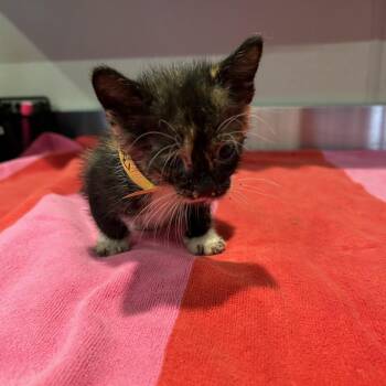 Ashley* -  Domestic Short Hair Cat for Adoption in San Gabriel, California - Ashley* | PetCurious
