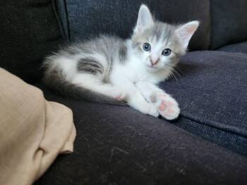 Ravioli -  Domestic Short Hair Cat for Adoption in Yorktown, Indiana - Ravioli | PetCurious