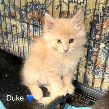 Duke -  Domestic Medium Hair Cat for Adoption in Peachtree City, Georgia - Duke | PetCurious
