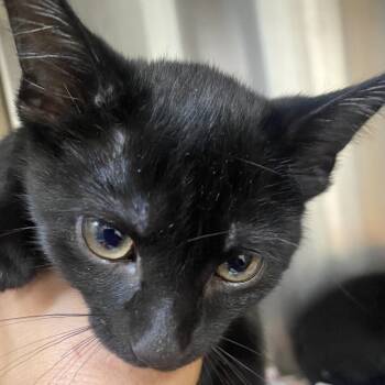 Minnie - Grey Band (Gate-14) -  Domestic Short Hair Cat for Adoption in Blairsville, Georgia - Minnie - Grey Band (Gate-14) | PetCurious