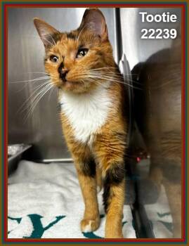 TOOTIE -  Domestic Short Hair and Calico Cat for Adoption in Marietta, Georgia - TOOTIE | PetCurious
