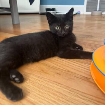 Typhoon -  Domestic Short Hair Cat for Adoption in Evanston, Illinois - Typhoon | PetCurious