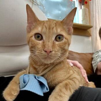 Angus George -  Tabby and Domestic Short Hair Cat for Adoption in Friendswood, Texas - Angus George | PetCurious