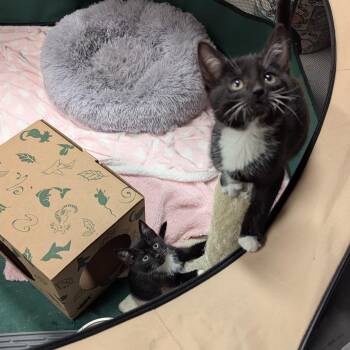 Jariah Jarey (purple) -  Domestic Short Hair Cat for Adoption in Baltimore, Maryland - Jariah Jarey (purple) | PetCurious