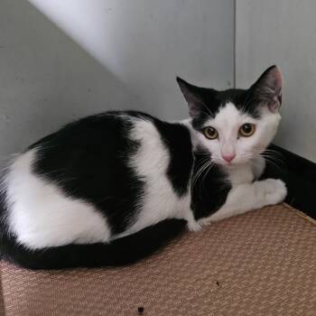 Rescue Domestic Short Hair Cats for Adoption in Wahiawa, Hawaii - Buster | PetCurious