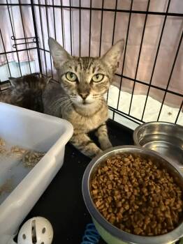 Maya -  Domestic Short Hair Cat for Adoption in Spring Hill, Florida - Maya | PetCurious