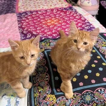 Miso -  Domestic Short Hair Cat for Adoption in Port Neches, Texas - Miso | PetCurious
