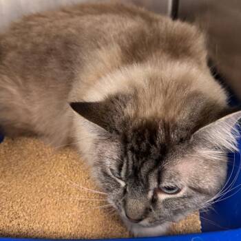 Ragdoll and Domestic Short Hair Cats Available for Adoption in Clearwater, Florida - Bora | PetCurious