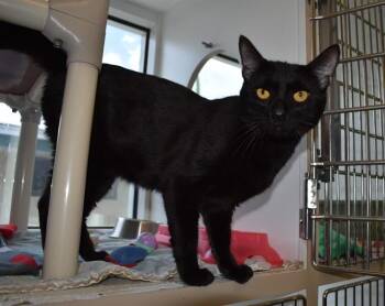 DARK MOON -  Domestic Short Hair Cat for Adoption in Sarasota, Florida - DARK MOON | PetCurious