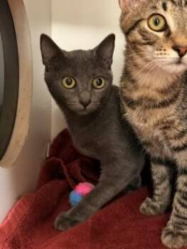Carla -  Domestic Short Hair Cat for Adoption in Savannah, Georgia - Carla | PetCurious
