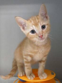 Deputy -  Domestic Short Hair and Tabby Cat for Adoption in Bloomingdale, New Jersey - Deputy | PetCurious