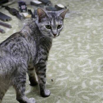 Catphrodite -  Domestic Short Hair Cat for Adoption in Atlanta, Georgia - Catphrodite | PetCurious