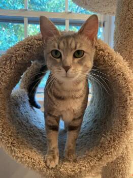 Rescue Domestic Short Hair Cats for Adoption in Nashville, Tennessee - Cleo | PetCurious