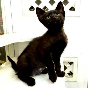 Wish Me Mell -  Domestic Short Hair Cat for Adoption in Los Angeles, California - Wish Me Mell | PetCurious