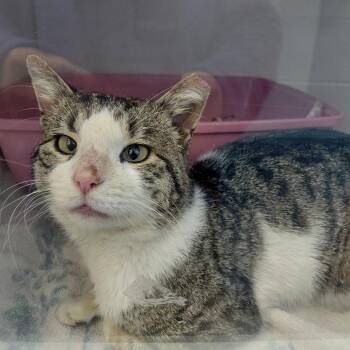 Domestic Short Hair Cats Available for Adoption - Joltic | PetCurious