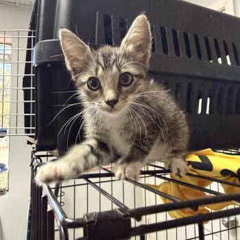 Michelle Obama -  Tabby Cat for Adoption in Columbia, South Carolina - Michelle Obama | PetCurious