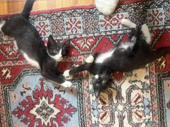 Paylo and Tabo -  Domestic Short Hair Cat for Adoption in Fairfax, Virginia - Paylo And Tabo | PetCurious