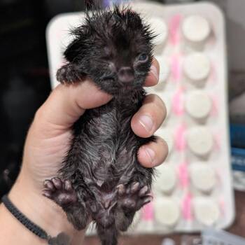 Domestic Short Hair Cats Available for Adoption - Bottle Kitten 1 | PetCurious