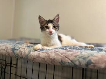 Rescue Domestic Medium Hair Cats for Adoption in Pittsboro, North Carolina - Amethyst | PetCurious