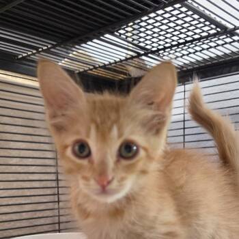 Robbie -  Domestic Medium Hair Cat for Adoption in Desert Hot Springs, California - Robbie | PetCurious