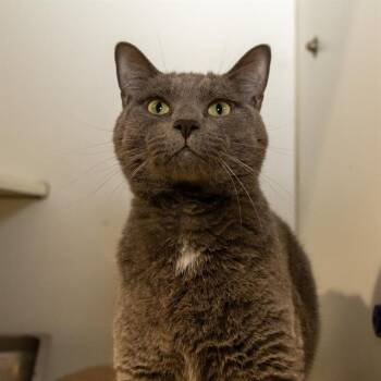 FIZZ -  Domestic Short Hair Cat for Adoption in Methuen, Massachusetts - FIZZ | PetCurious