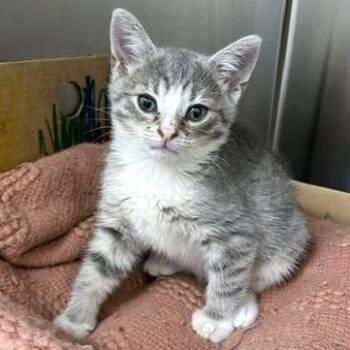 Rain -  Domestic Short Hair Cat for Adoption - Rain | PetCurious