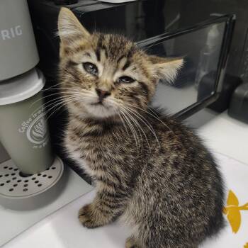 CSAS-Stray-879 -  Domestic Short Hair Cat for Adoption in Springtown, Texas - CSAS-Stray-879 | PetCurious