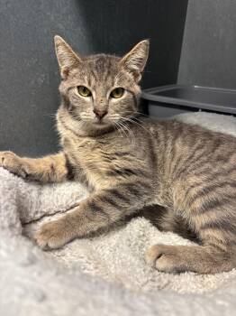 Mr. Krabs -  Domestic Short Hair Cat for Adoption in Metter, Georgia - Mr. Krabs | PetCurious